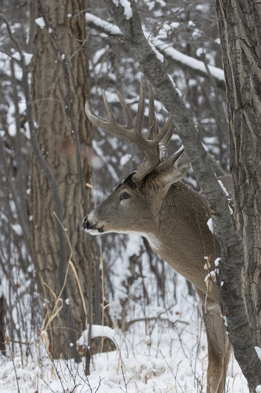 whitetaildeer-6457.jpg :: Large whitetail deer buck in snowy forest in winter