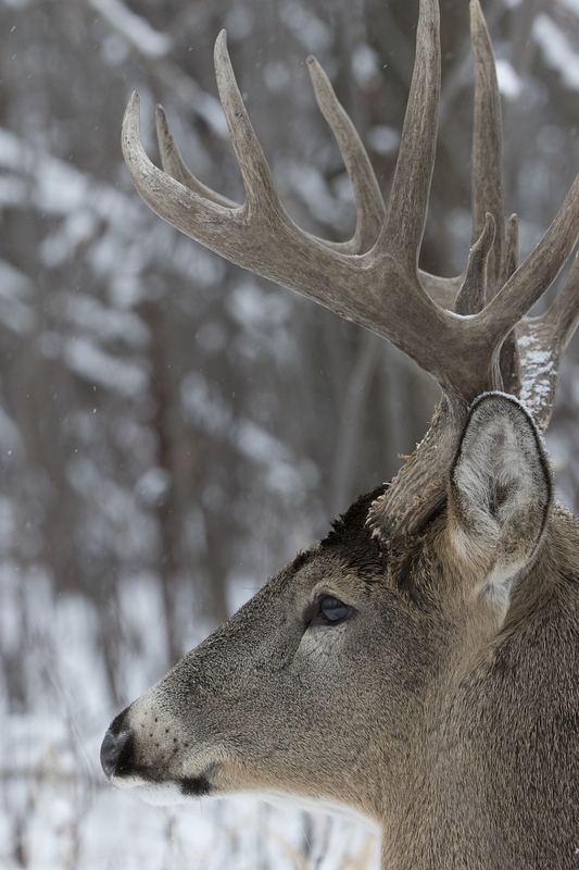 whitetaildeer-6463.jpg :: Closeup of large whitetail deer buck in winter