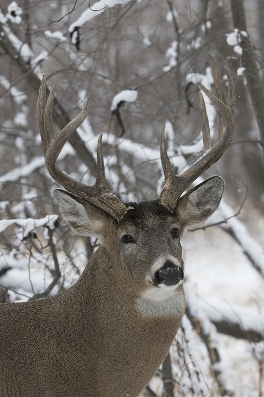 whitetaildeer-6488.jpg :: Portrait of large whitetail deer buck in winter