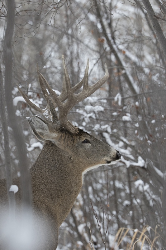 whitetaildeer-6501.jpg :: Portrait of large whitetail deer buck in winter