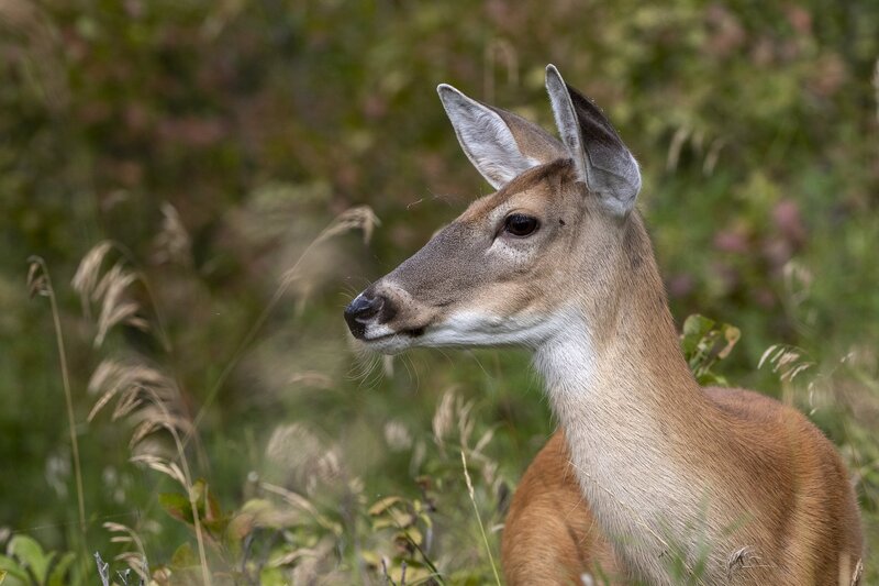 whitetaildeer-8946.jpg