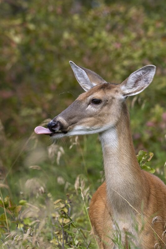 whitetaildeer-8958.jpg