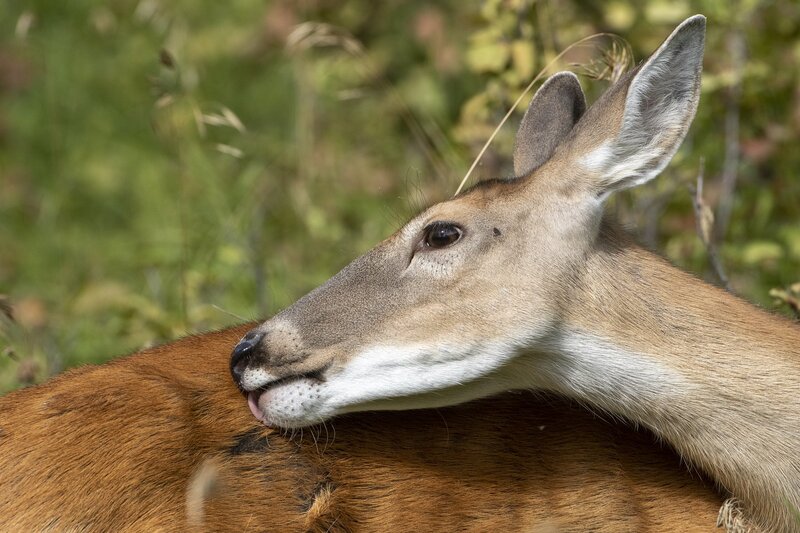 whitetaildeer-8975.jpg