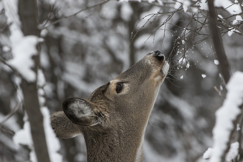 whitetaildeer6038.jpg :: Whitetail deer doe nibbles branch in winter