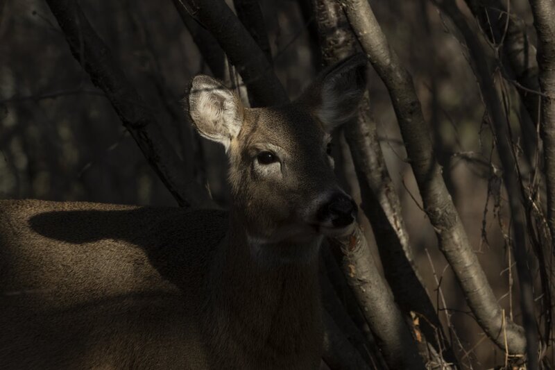 whitetaildeer7669.jpg