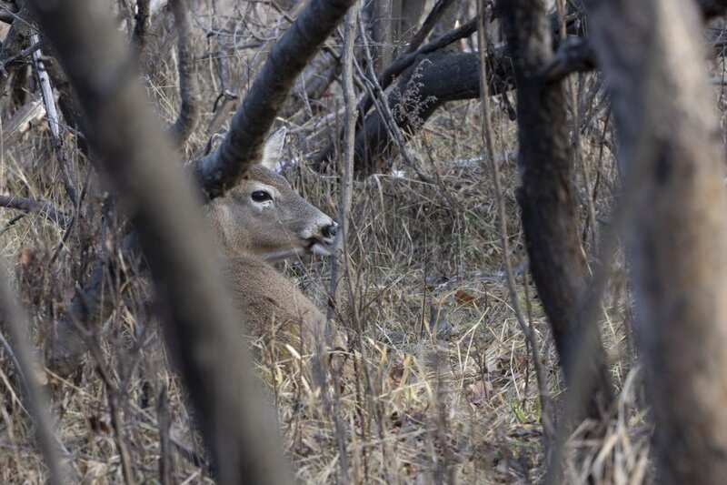 whitetaildeer7677.jpg