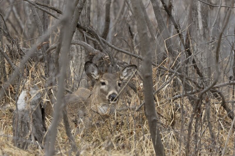 whitetaildeer7721(1).jpg