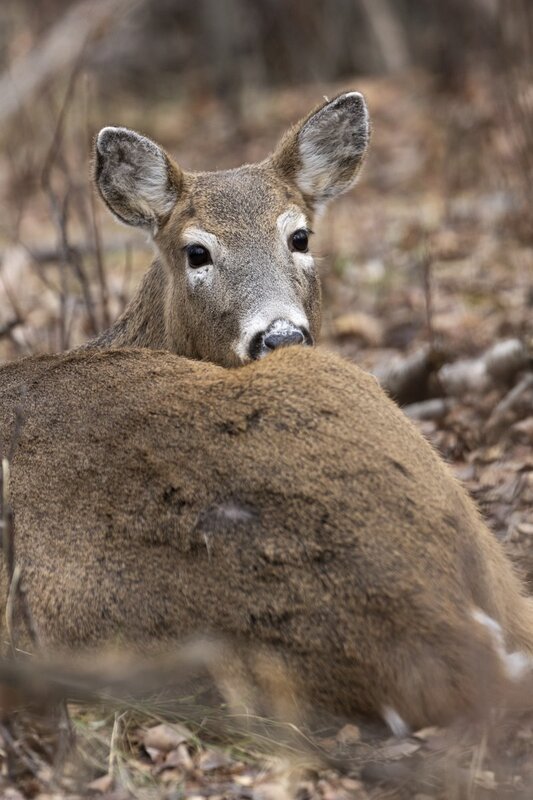 whitetaildeer7808.jpg