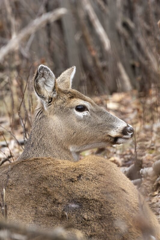 whitetaildeer7812.jpg