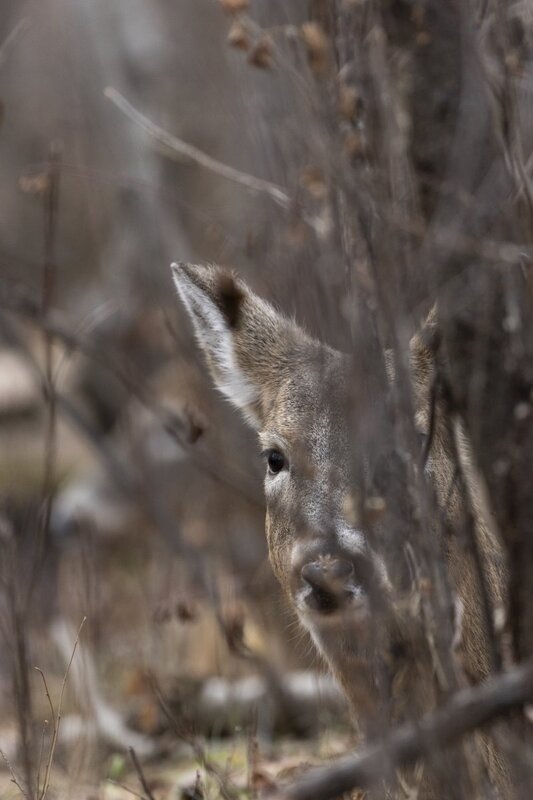 whitetaildeer7820.jpg