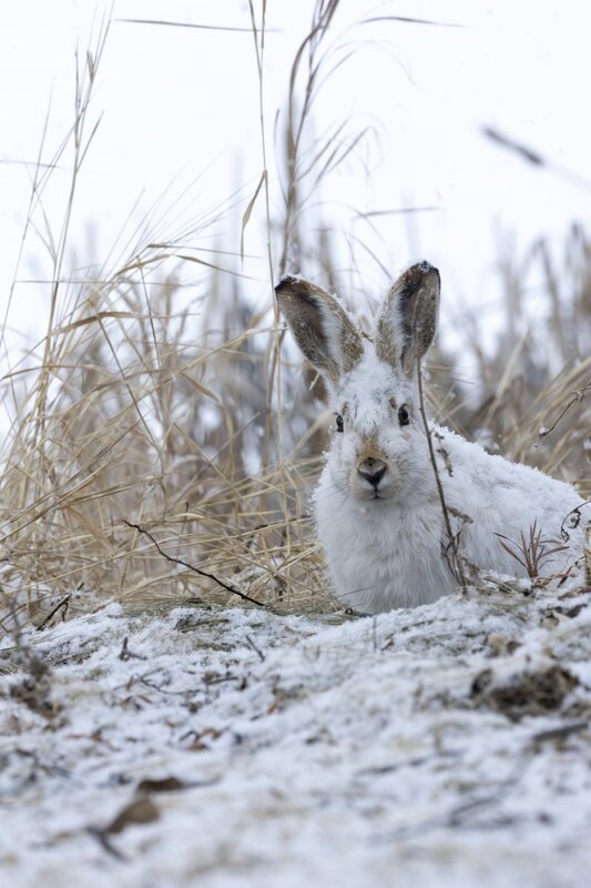 whitetailedjackrabbit7502.jpg