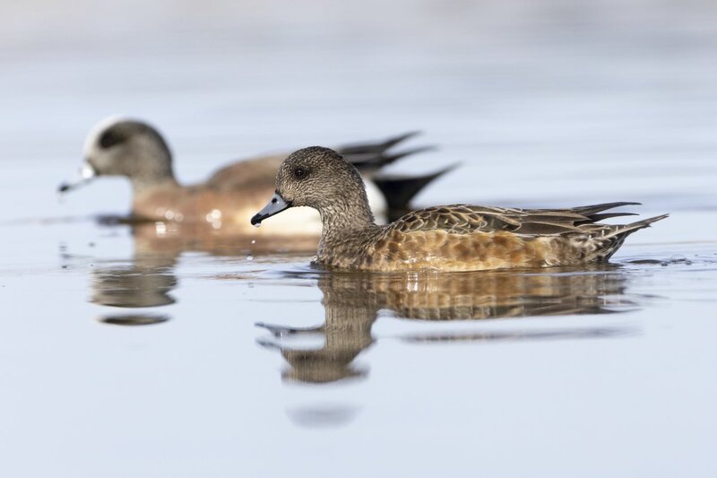 widgeon0231.jpg