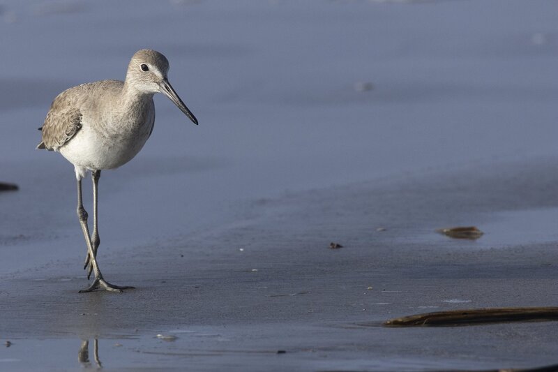 willet-1175.jpg