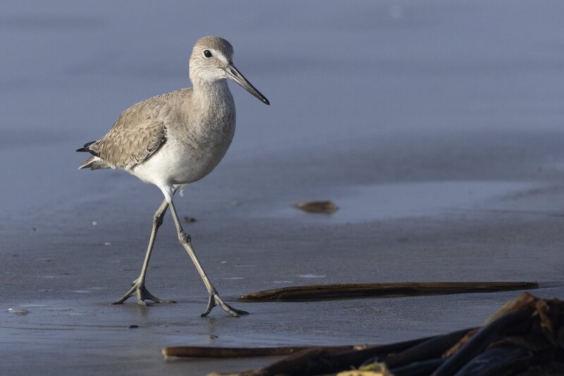 willet-1177(1).jpg