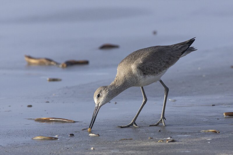 willet-1180.jpg