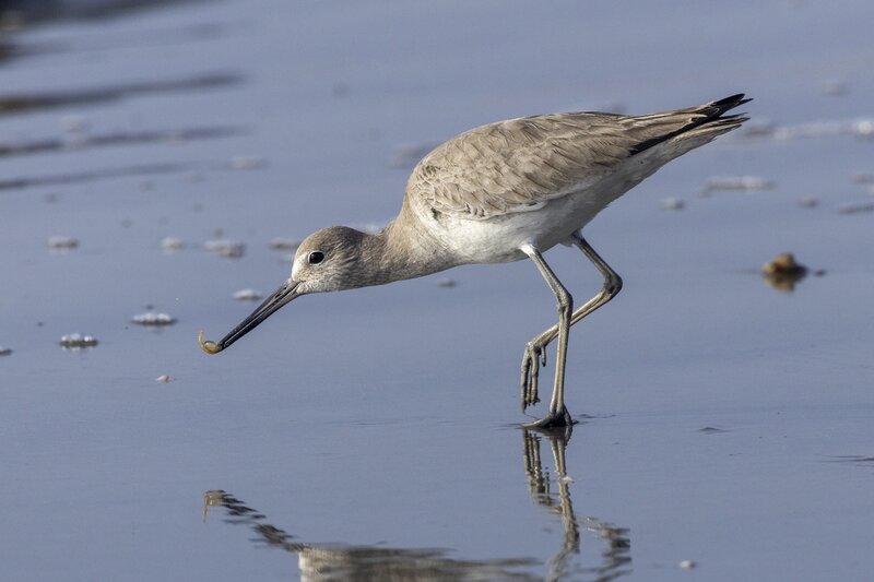 willet-1192.jpg
