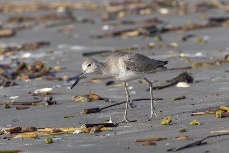 willet-1218.jpg