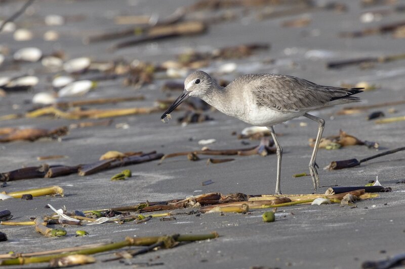 willet-1222.jpg