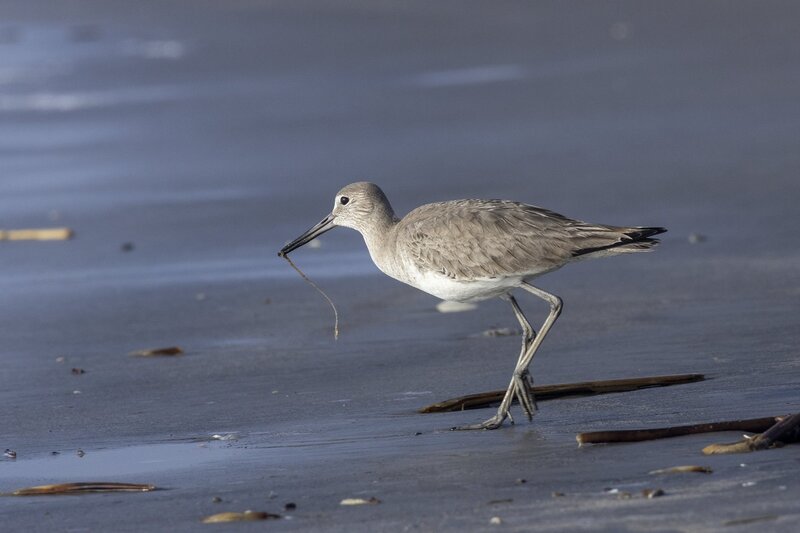 willet-1233.jpg
