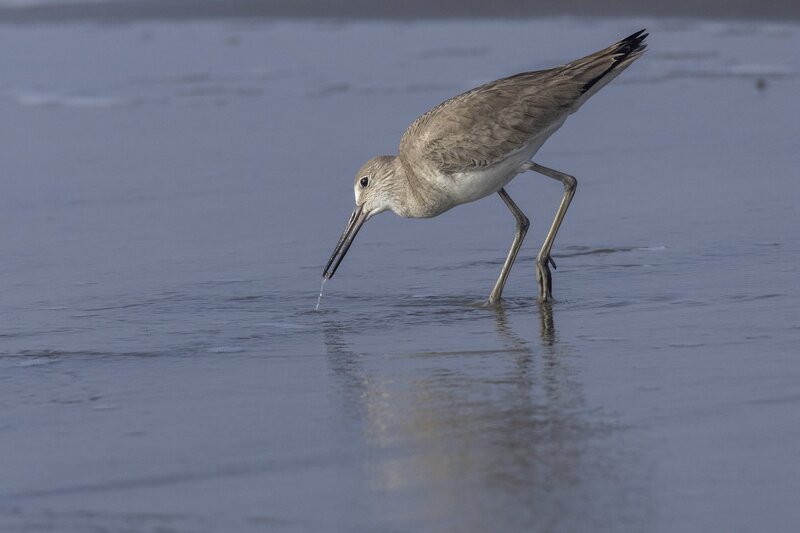 willet-1244.jpg