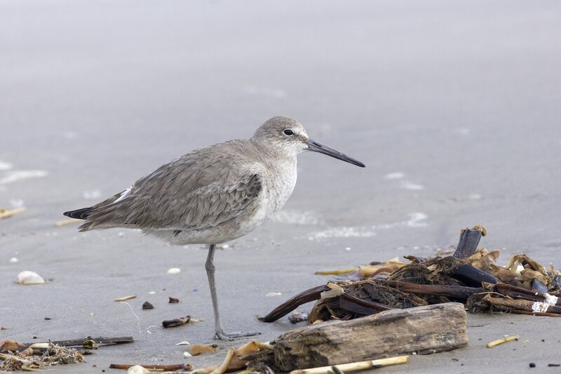 willet-2127.jpg