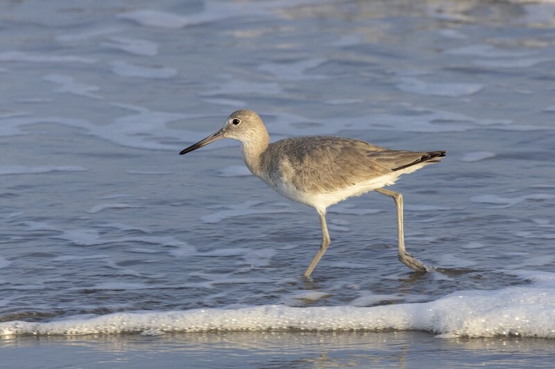 willet-2306.jpg