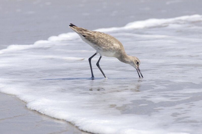 willet-2612.jpg