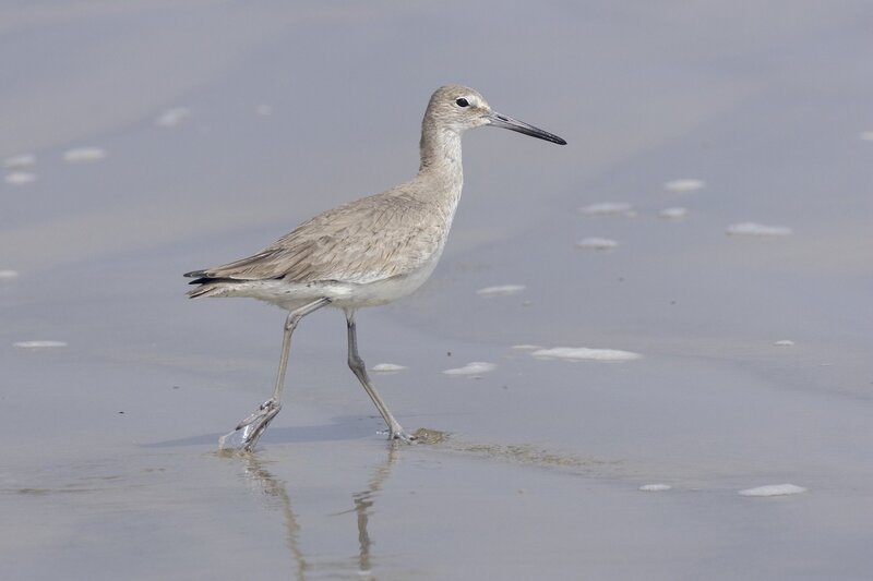 willet-2720.jpg