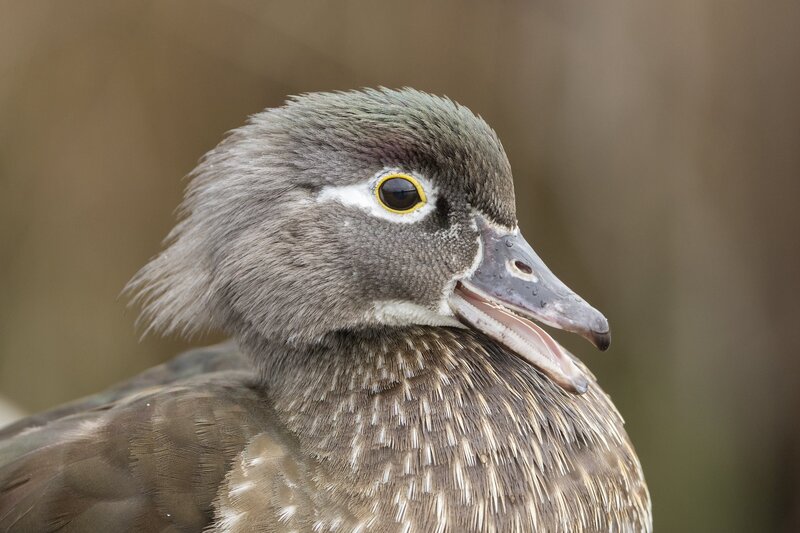 woodduck-3074.jpg