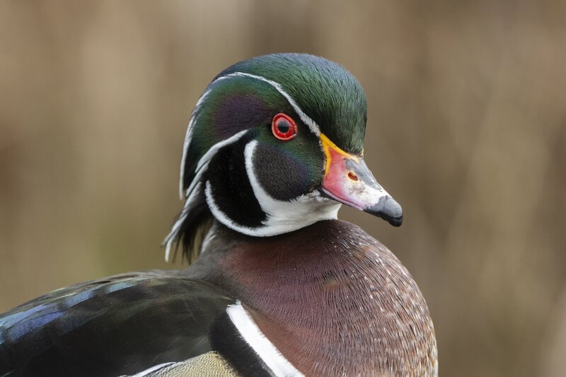 woodduck-3085.jpg