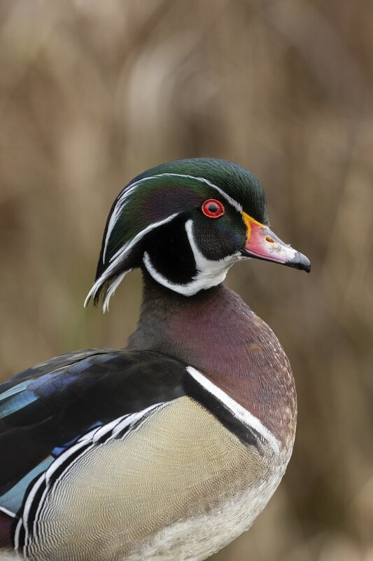 woodduck-3093.jpg