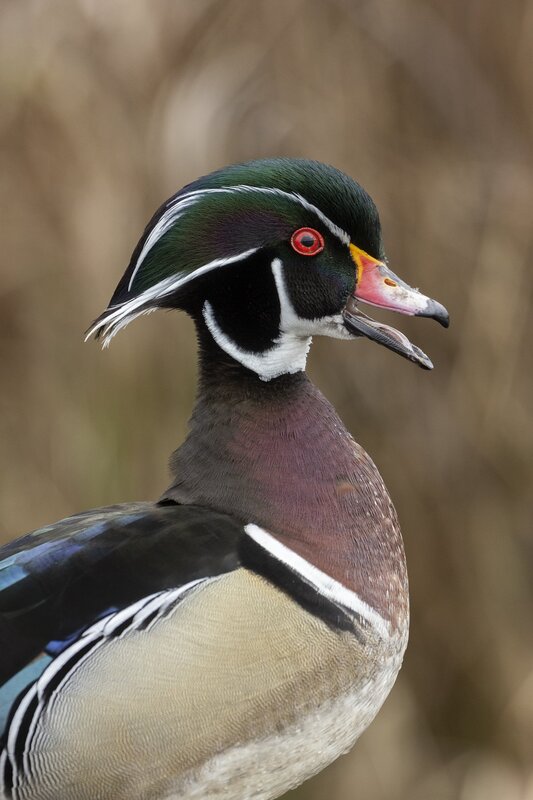 woodduck-3103.jpg