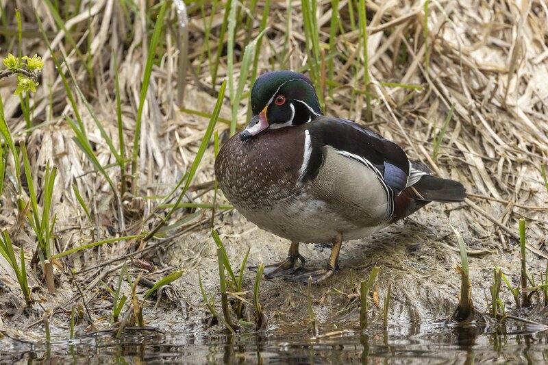 woodduck-3135.jpg
