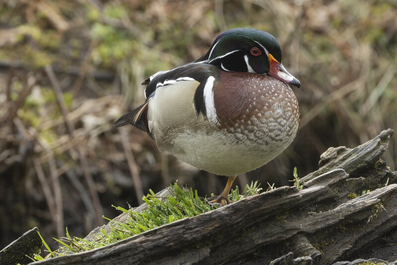 woodduck-3379.jpg