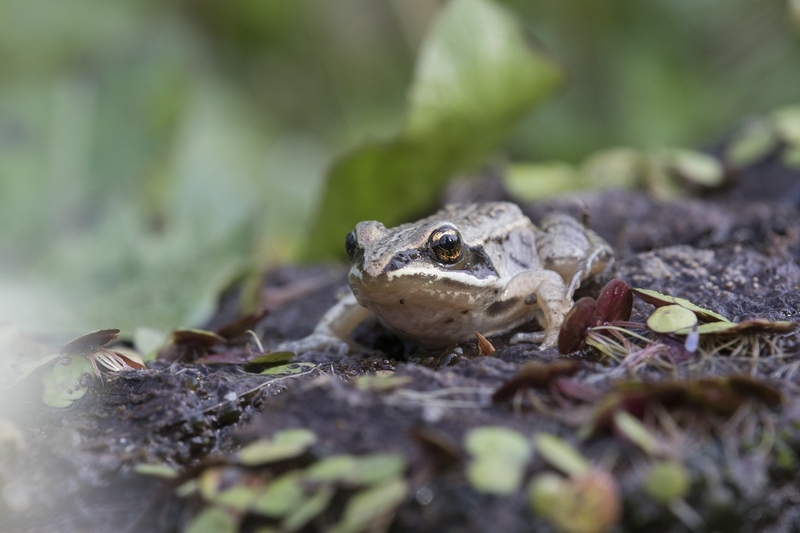 woodfrog-2671.jpg