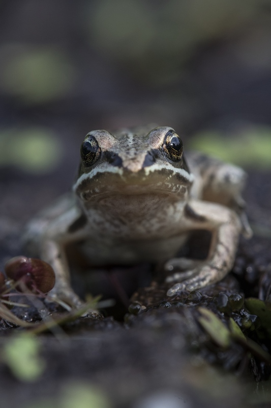 woodfrog-2720.jpg