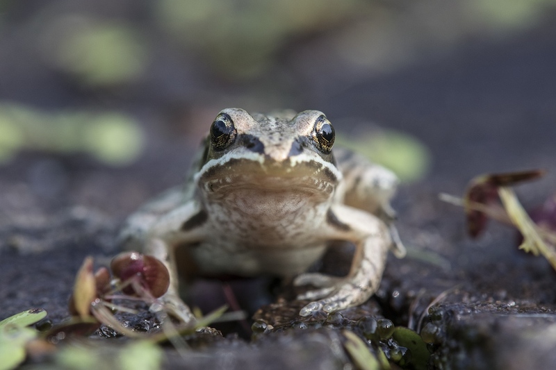 woodfrog-2741.jpg