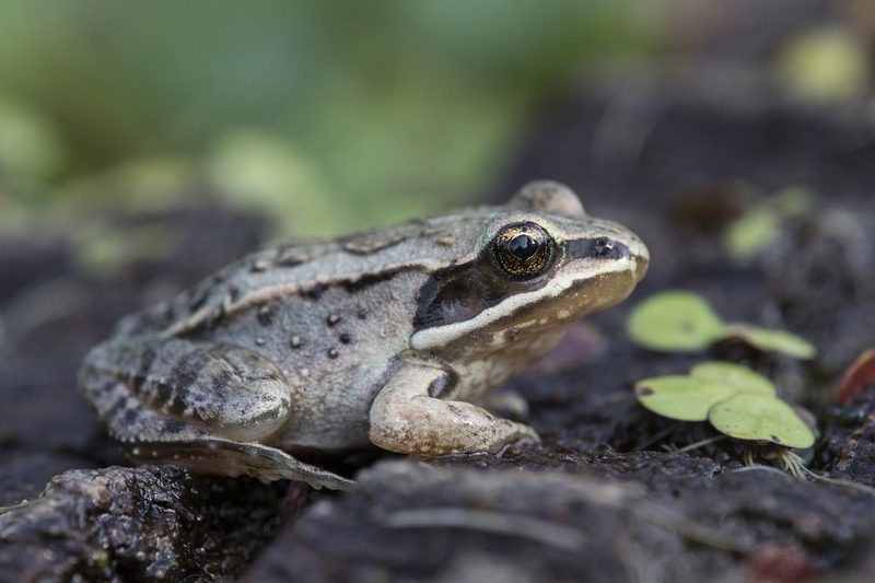 woodfrog-2759.jpg