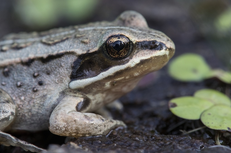 woodfrog-2773.jpg