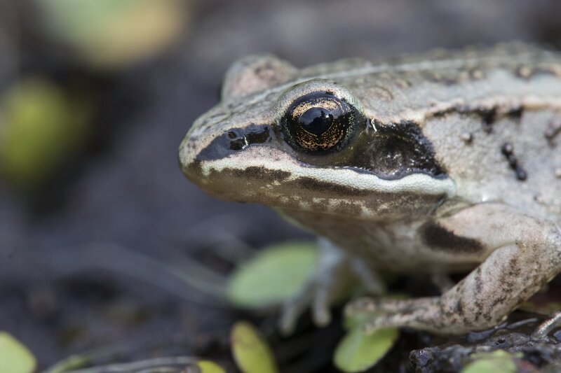 woodfrog-2800.jpg :: Close-up of wood frog