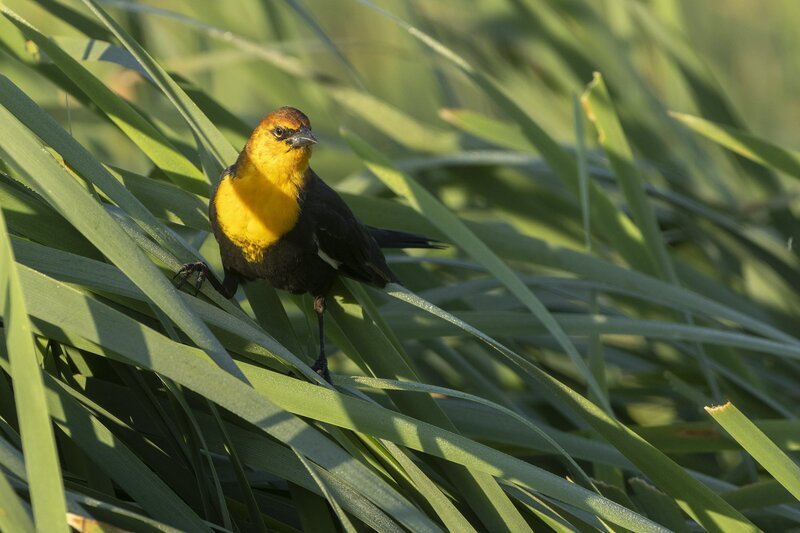 yellowheadedblackbird-4484.jpg