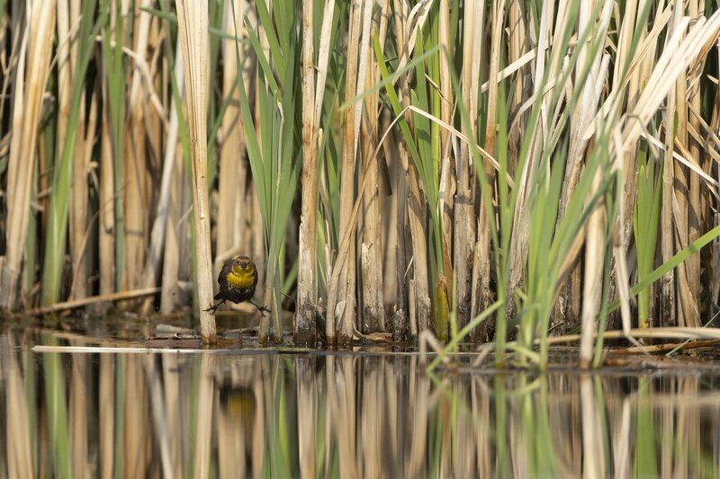 yellowheadedblackbird-9943.jpg
