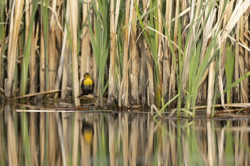 yellowheadedblackbird-9945.jpg
