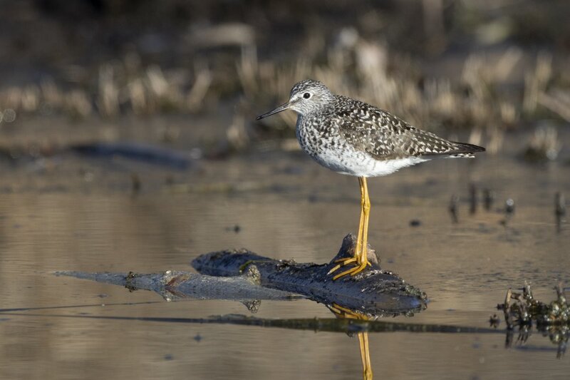 yellowlegs1176(1).jpg