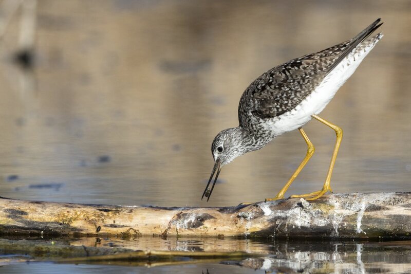 yellowlegs1185.jpg