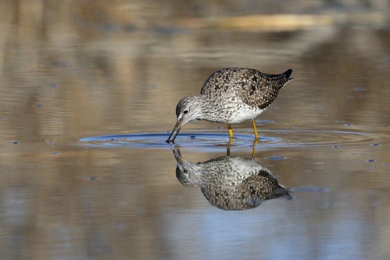 yellowlegs1206.jpg