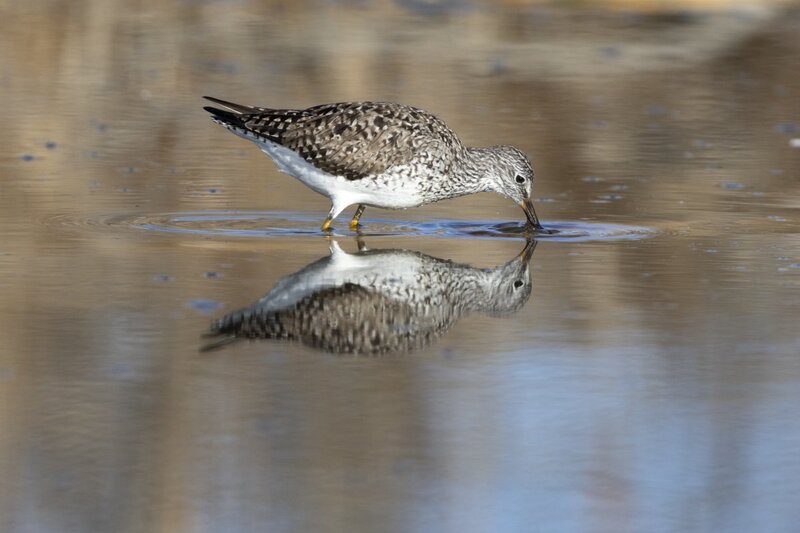 yellowlegs1223.jpg