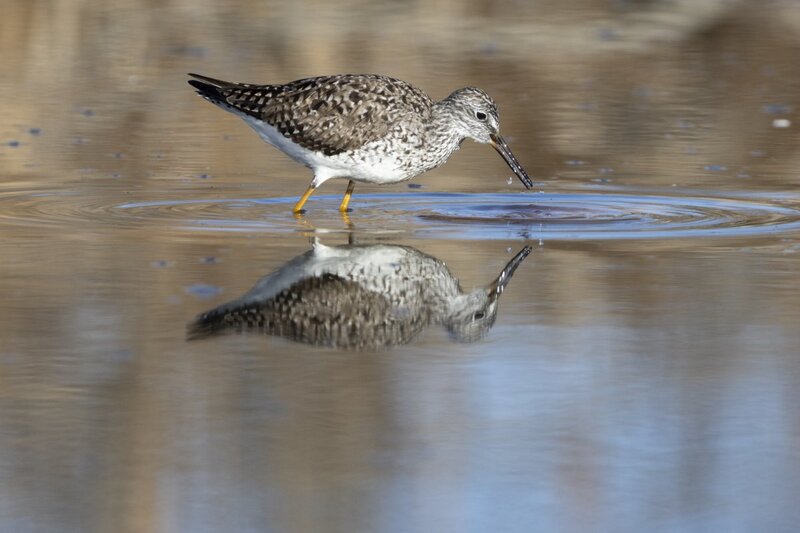 yellowlegs1226.jpg