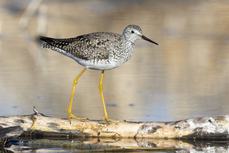 yellowlegs1235.jpg