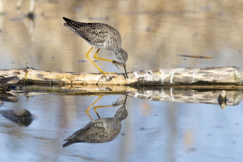 yellowlegs1236.jpg